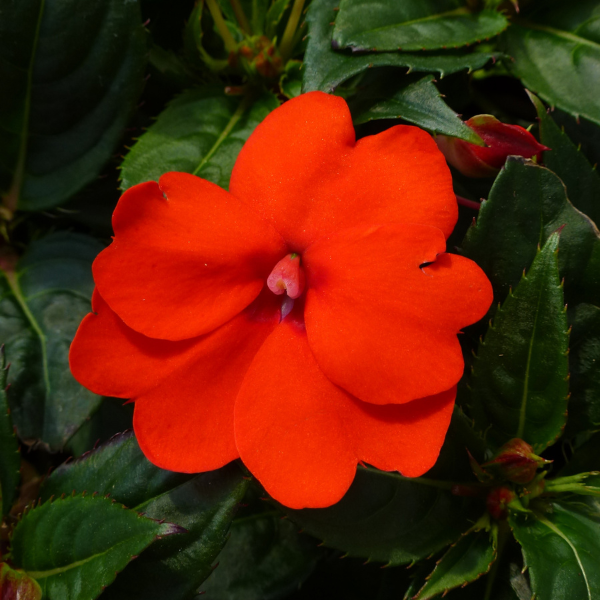 SunPatiens hybrida 'Compact Electric Orange'