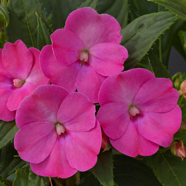 SunPatiens hybrida 'Compact Lilac'