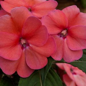 SunPatiens hybrida 'Compact Pink'