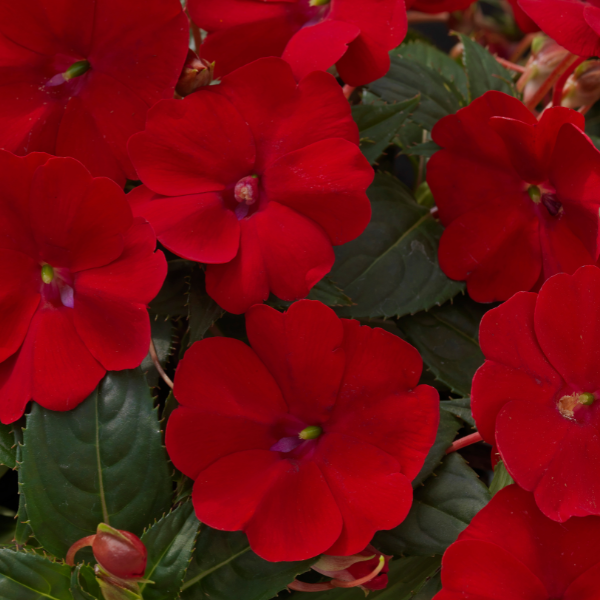 SunPatiens hybrida 'Compact Red'