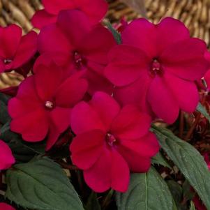 SunPatiens hybrida 'Compact Royal Magenta'