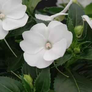 SunPatiens hybrida 'Compact White'