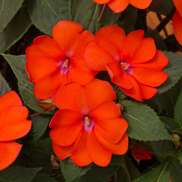 SunPatiens hybrida 'Vigorous Corona'