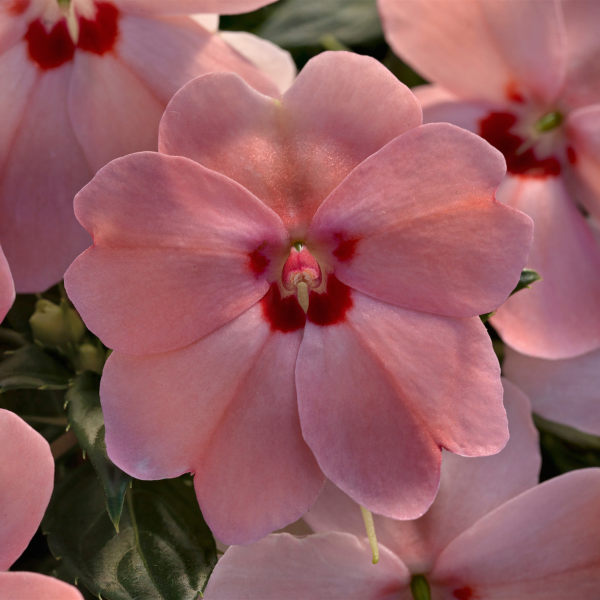 SunPatiens hybrida 'Vigorous Pink Kiss'