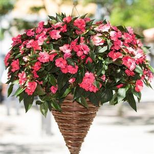 SunPatiens hybrida 'Vigorous Shell Pink'