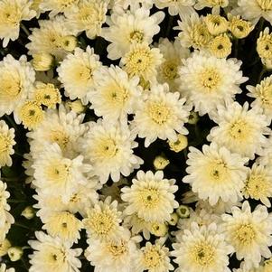 Mum chrysanthemum x morifolium 'Shannon White'