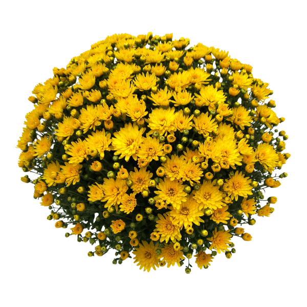 Mum chrysanthemum x morifolium 'Veritas Yellow'