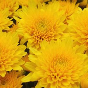 Mum chrysanthemum x morifolium 'Yellow Tang'