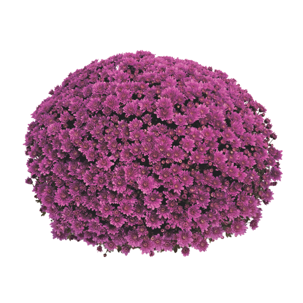 Mum chrysanthemum x morifolium 'Mefisto Purple'