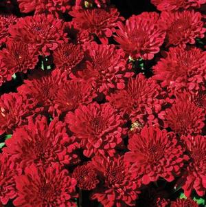 Mum chrysanthemum x morifolium 'Red Ryder'