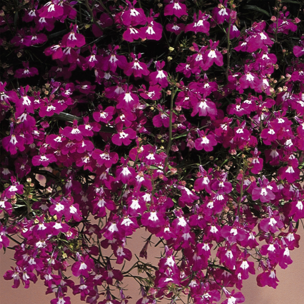 Lobelia erinus 'Riviera Rose'