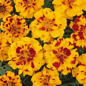 French Marigold