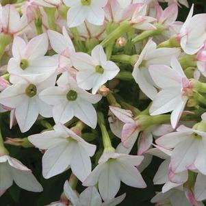 Nicotiana alata 'Starmaker Appleblossom'