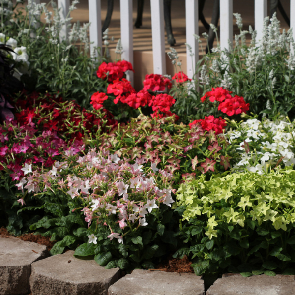 Nicotiana alata 'Starmaker Mix'