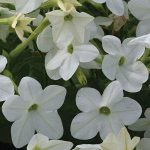 Nicotiana alata 'Starmaker White'