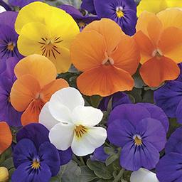 Viola cornuta 'Penny All Seasons Mix'