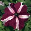 Petunia hybrida 'Tritunia Crimson Star'