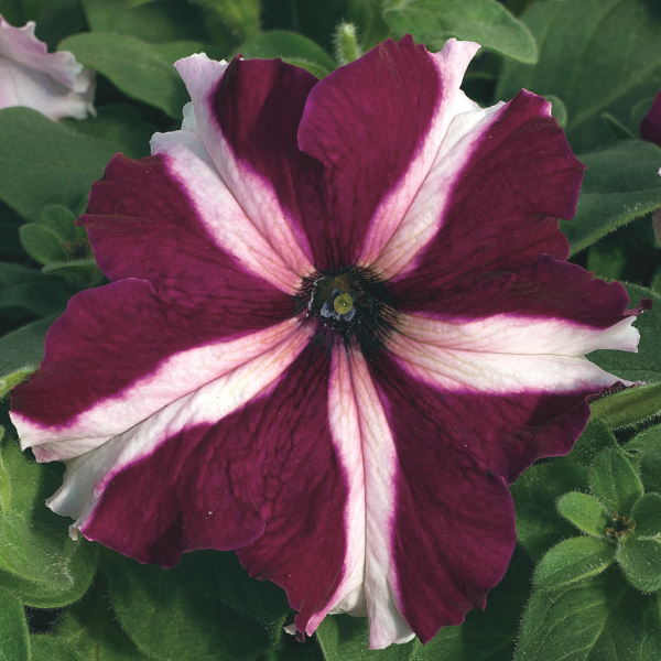 Grandiflora Petunia