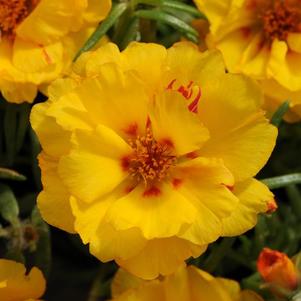 Portulaca grandiflora 'Happy Hour Banana'