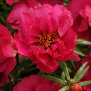 Portulaca grandiflora 'Happy Hour Fuchsia'