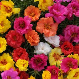 Portulaca grandiflora 'Happy Hour Mix'