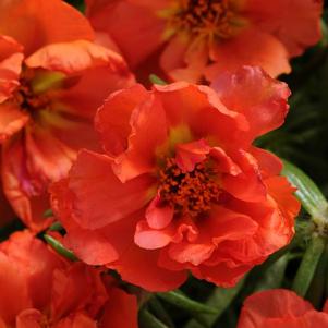 Portulaca grandiflora 'Happy Hour Orange'