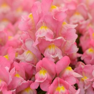 Snapdragon antirrhinum majus 'Snapshot Pink'