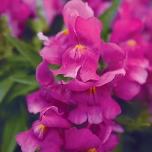 Snapdragon antirrhinum majus 'Snapshot Purple'