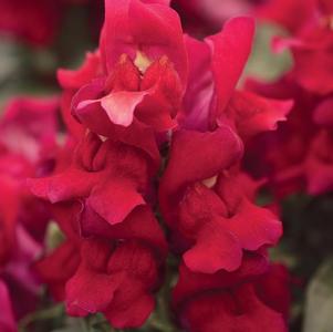 Snapdragon antirrhinum majus 'Snapshot Red'