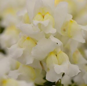 Snapdragon antirrhinum majus 'Snapshot White'