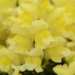 Snapdragon antirrhinum majus 'Snapshot Yellow'