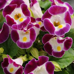 Torenia fournieri 'Kauai Burgundy'