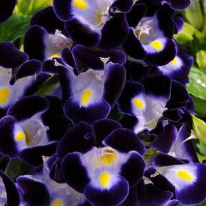 Torenia fournieri 'Kauai Deep Blue'