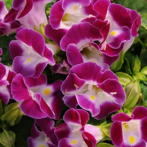 Torenia fournieri 'Kauai Magenta'