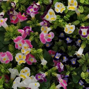 Torenia fournieri 'Kauai Mix'