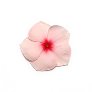 Vinca catharanthus roseus 'Pacifica Apricot Xp'