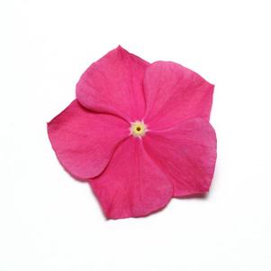 Vinca catharanthus roseus 'Pacifica Raspberry Xp'