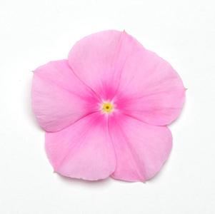 madagascar periwinkle