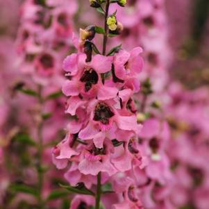 Angelonia angustifolia 'Serenita Pink'