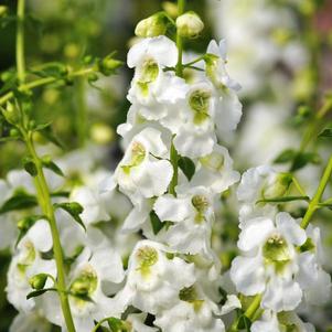 Angelonia angustifolia 'Serenita White'