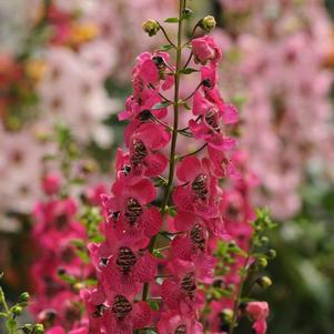 Angelonia angustifolia 'Archangel Dark Rose'