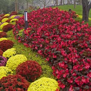 Begonia benariensis 'Big Bronze Leaf Red'