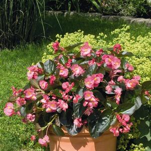 Begonia benariensis 'Big Bronze Leaf Rose'