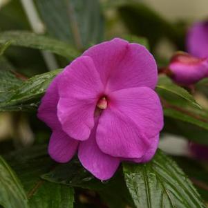 New Guinea impatiens hawkerii 'Sonic Amethyst'