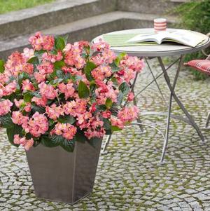 Begonia benariensis 'Big Green Leaf Pink'