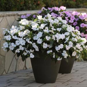 Impatiens interspecific 'Big Bounce White'