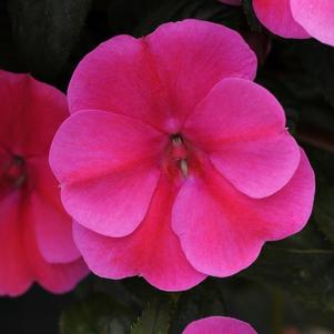 Impatiens interspecific 'Bounce Pink Flame'