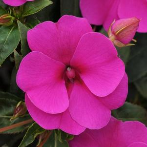 Impatiens interspecific 'Bounce Violet'