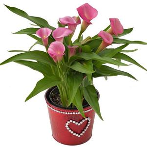 Calla Lilies zantedeschia rehmannii hybrida 'Garnet Glow'