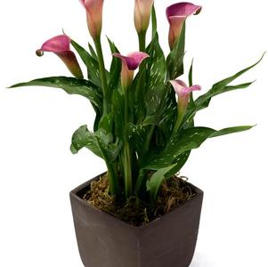 Calla Lilies zantedeschia rehmannii hybrida 'Twilight'